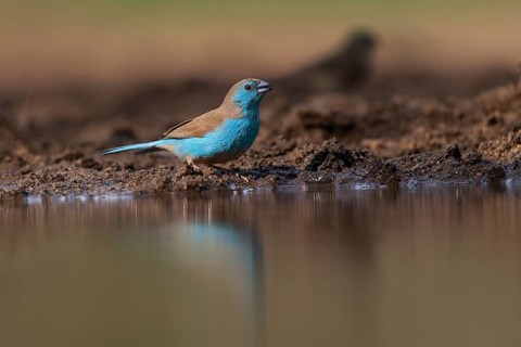Blue waxbill