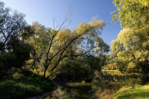 River and trees