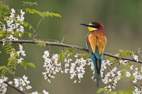 Bee-eater