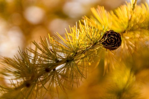Autumnal yellow larch