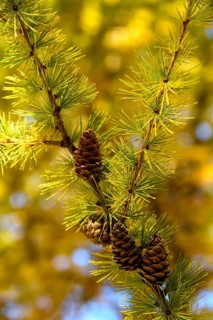 Autumnal yellow larch