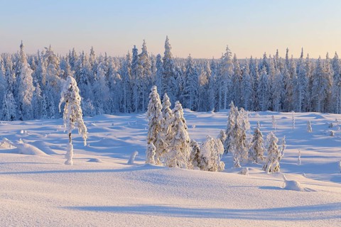 Snow covered winter landscape