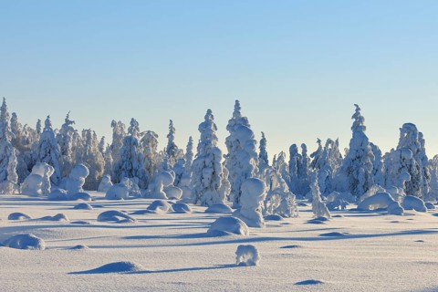 Snow covered winter landscape