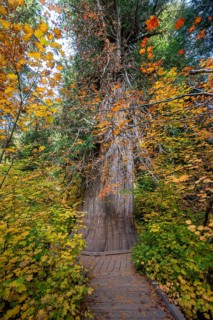 Thick Giant Life Tree in Autumnal Forest