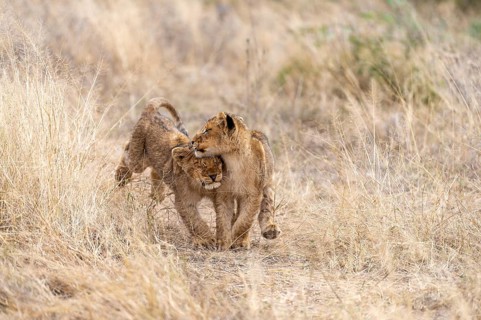Lion