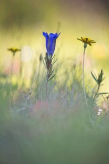 Marsh gentian
