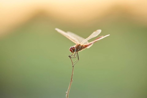 Red-veined darter