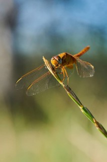 Red-veined darter