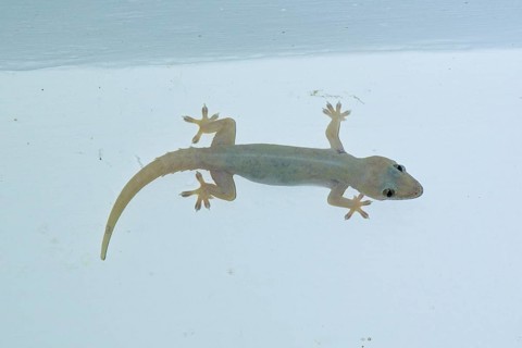 Night gecko