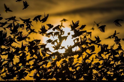 A mega flock of red-billed quelea