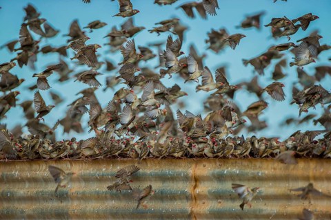 A mega flock of red-billed quelea