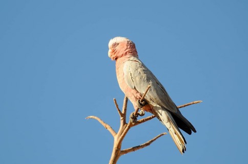 Pink Cockatoo