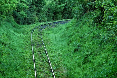 Single-track overgrown railway line