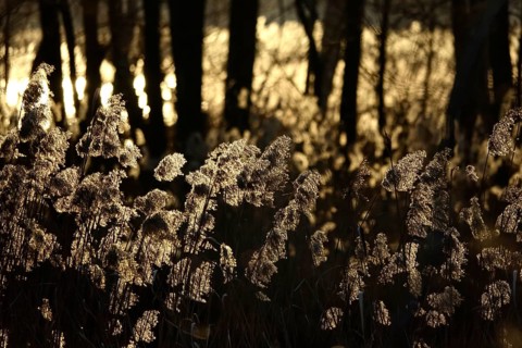 Grasses in the sunlight