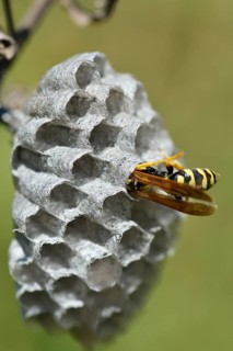 European paper wasp