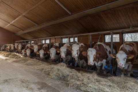 Dairy cows at the feeding table eating hay in a cow shed