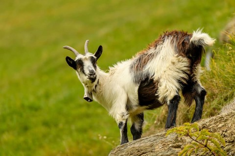 Domestic goat