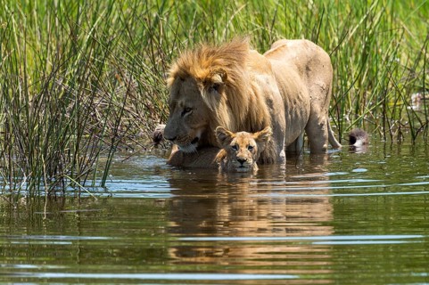 Lion
