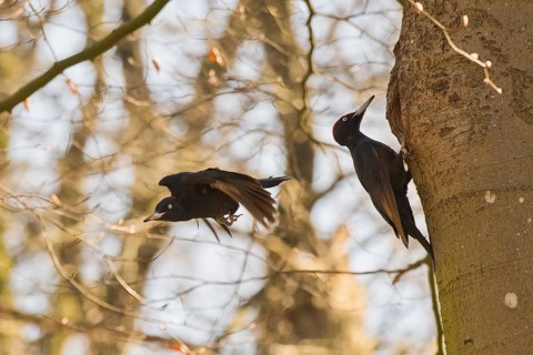 Black woodpecker
