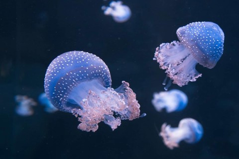 Australian spotted jellyfish