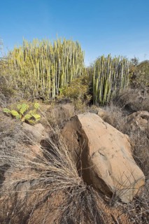 Canary island spurge