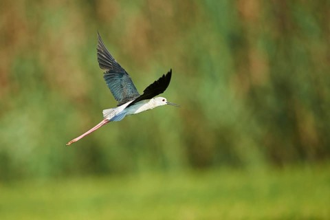 Black-winged stilt