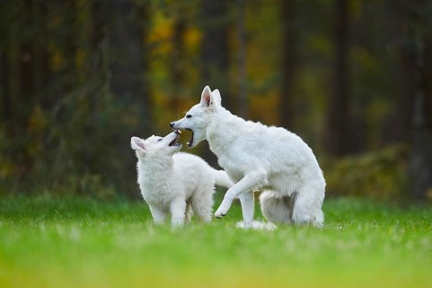 White Swiss Shepherd Dog