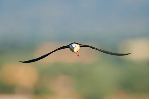 Black-winged stilt
