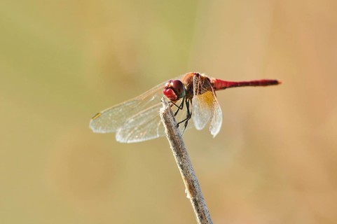 Red-veined darter