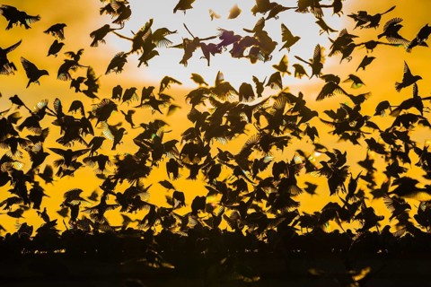 A mega flock of red-billed quelea