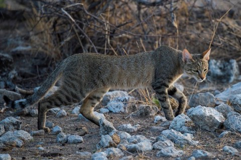 African wildcat