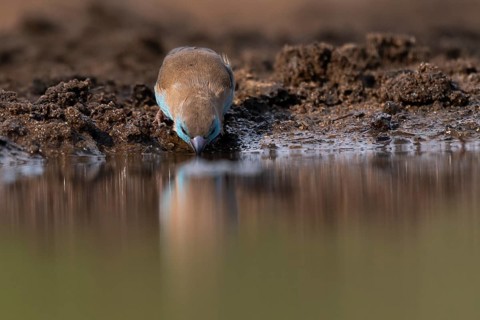 Blue waxbill