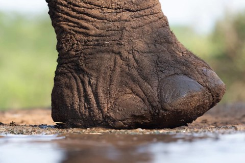 African elephant
