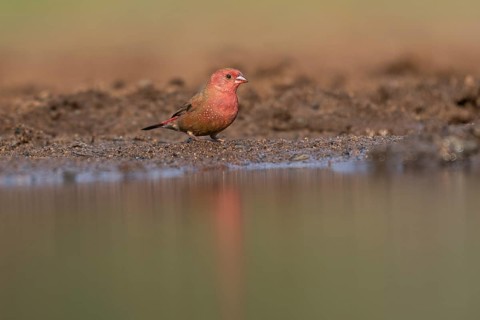 Red-billed firefinch
