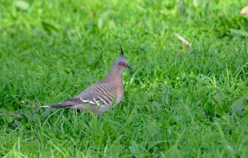 Crested pigeon