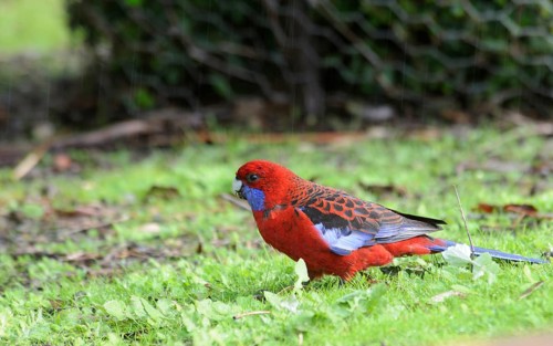 Crimson rosella