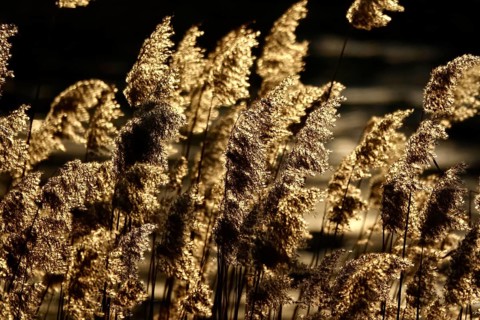 Grasses in the sunlight