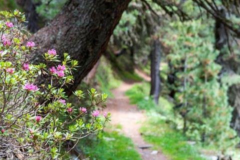 Rusty-leaved alpenrose