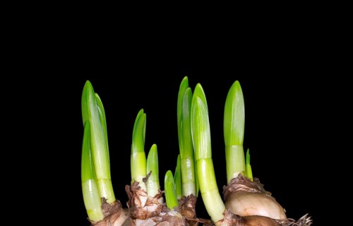 Sprouted bulbs of the wild daffodil