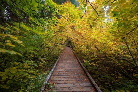 Wooden trail in autumnal forest