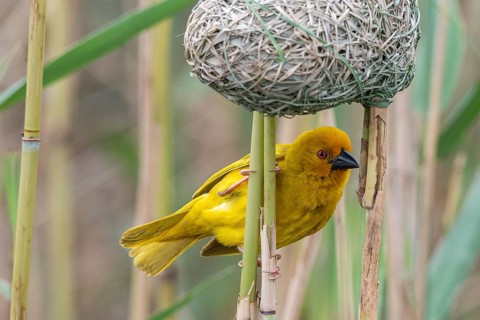 Eastern golden weaver