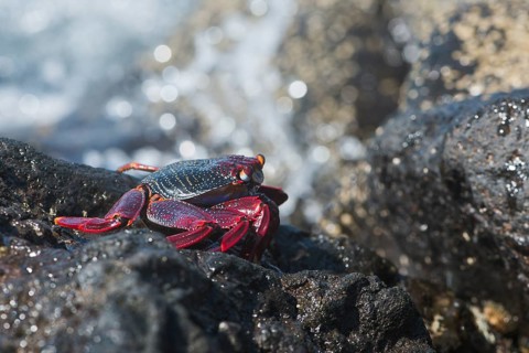 Red rock crab