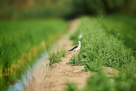 Black-winged stilt