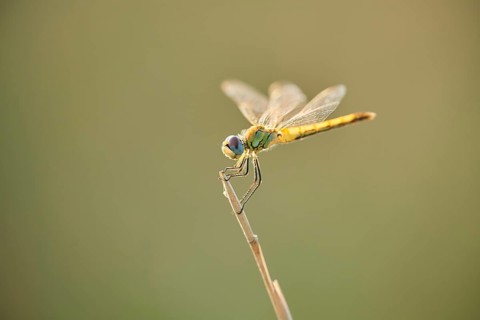 Red-veined darter