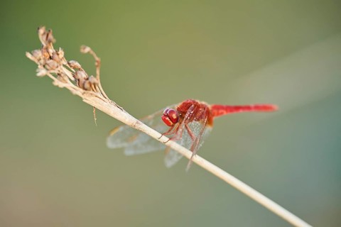 Red-veined darter