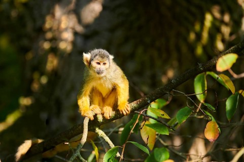 Common squirrel monkey