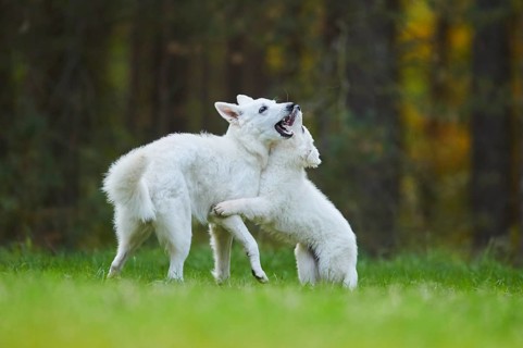 White Swiss Shepherd Dog