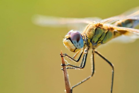 Red-veined darter