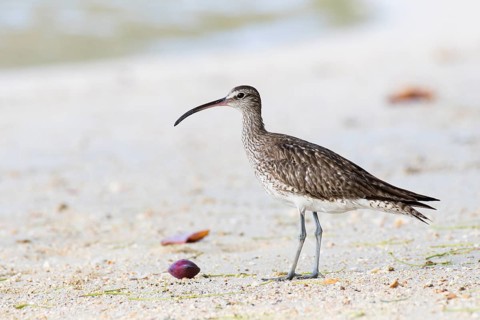 Whimbrel