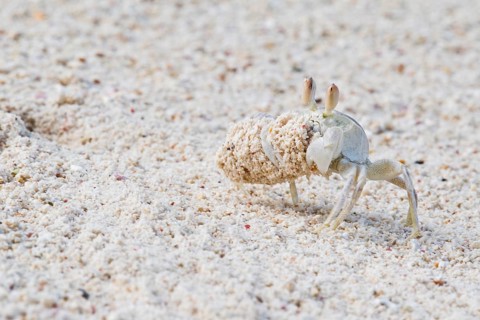 Rider crab